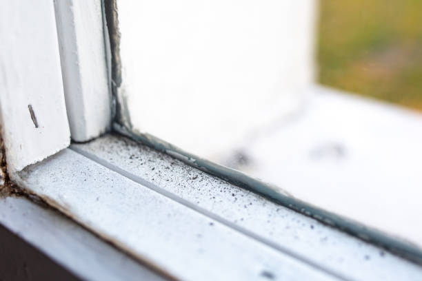 Reliable Avon, OH Mold Removal Solutions