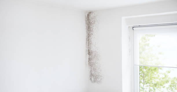 Best Crawl Space Mold Remediation  in Avon, OH